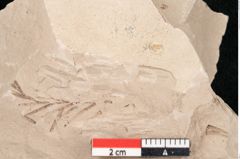 Foto (Detailansicht) von Taxodium distichum miocenicum Heer (NHMW-GEO-2024-0188-6428)